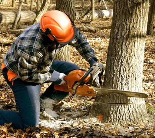Tree Removal in Gray Hawk, KY